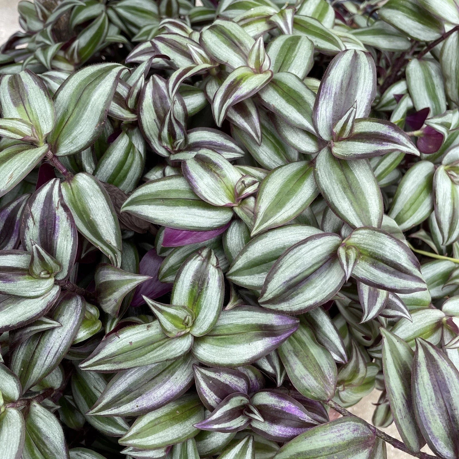 Wandering Jew Plant Cuttings 10+ Purple Tradescantia zebrina Bare Root Indoor/Outdoor Gardening