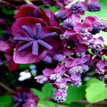 Chocolate Vine Seeds - 3-Leaf Variety Climber Plant Akebia trifoliata, Hardy Fruit Flower Climber Seeds for Garden Trellises