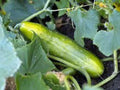 Cucumber Seeds, Heirloom Long Green Improved, Non-GMO, 50+ Seeds, Cucumis sativus