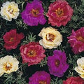 Moss Rose Seeds - 100 Dark Mix Perennial Flower Seeds - Portulaca grandiflora - Full Sun, Easy to Grow, Attracts Pollinators