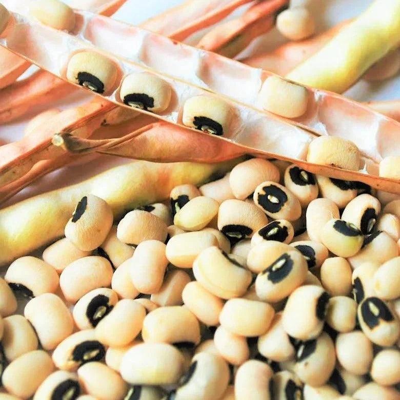 California Black Eyed Cowpea Seeds - 50+ Count - Vigna unguiculata - Drought-Resistant for 2025 Planting