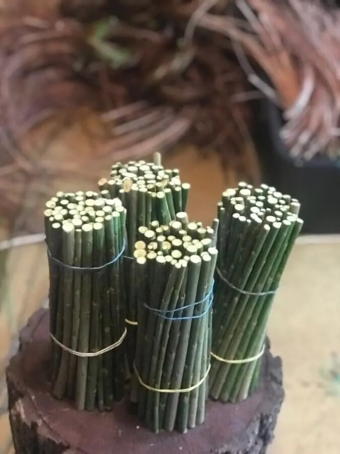 Black Willow Cuttings 12 Pack Unrooted Salix Nigra for Bonsai & Ornamental Trees