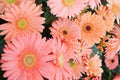 Light Pink Gerbera Daisy Seeds - 200+ Count for Garden Planting - Gerbera jamesonii - USA