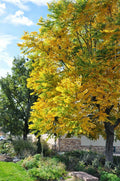 Kentucky Coffee Tree Live Plant Set of 2 - Gymnocladus dioicus 8-16 Inches Drought-Resistant Ornamental Trees