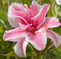 Azalea Starter Plant - Sugar and Spice Rhododendron - Rare Flowering Shrub for Garden or Landscape - 4-inch Pot