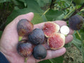 Fig Tree Cuttings - 6 Pieces - Ronde de Bordeaux - Delicious Black - Ficus carica