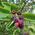 Hybrid Lamarkii Serviceberry Live Plant – Edible Blueberry-Flavored Berry Tree – Amelanchier x grandiflora