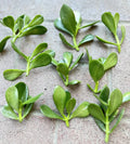 Jade Plant Cuttings 5 Pack | Money Succulent | Lucky Plant | Crassula ovata | Size 3" to 5" Inch