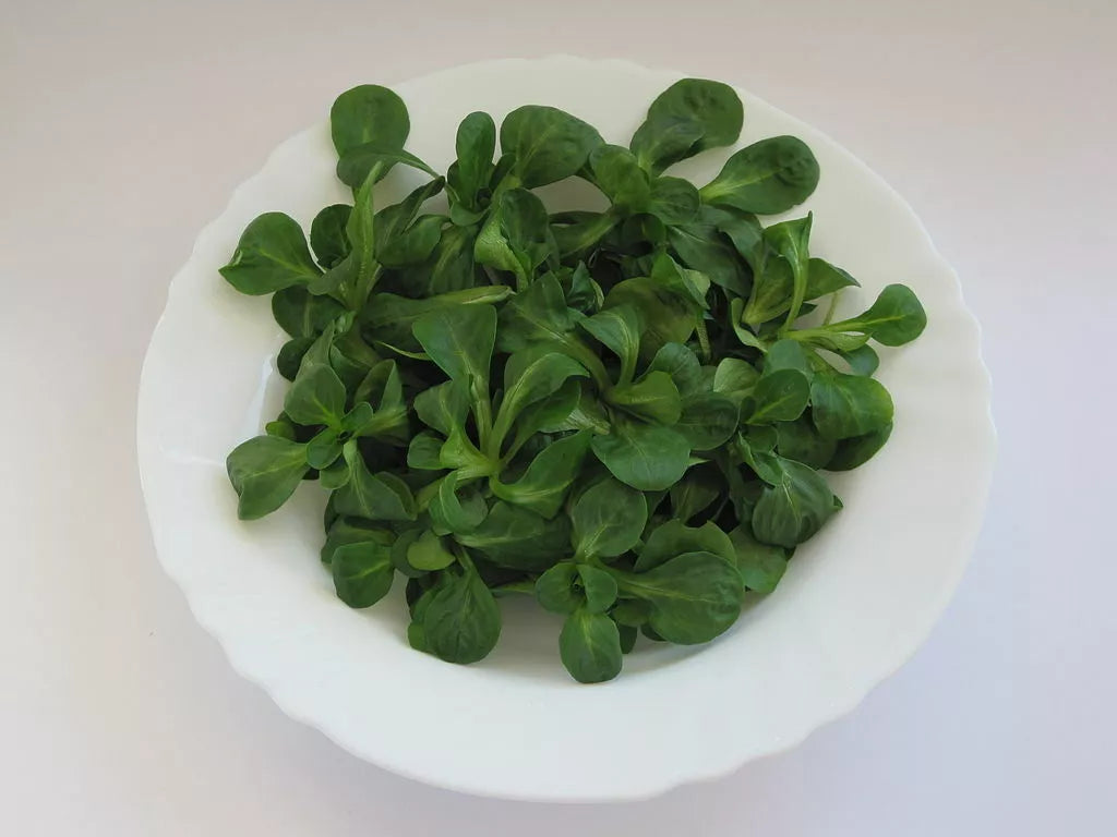 Dutch Corn Salad Seeds - 1500 Count - Lamb's Lettuce - Valerianella Locusta - Non-GMO Herb Seeds