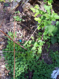 Thornless Blackberry Bush Rooted Cutting 4 Inches - Rubus fruticosus Hybrid - Fresh, Healthy Plant for Home Garden