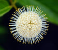 Buttonbush Seeds 100 Count - Cephalanthus occidentalis Native Wetland Plant