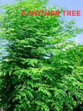 Moringa Oleifera Cutting 1" Dia 24" Miracle Tree of Life Stem, Drumstick Plant, Tropical Edible Tree