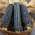 Hopi Blue Corn Seeds - 500+ Heirloom Non-GMO Organic - Rare Variety for Planting - Zea mays everta