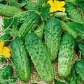 Parisian Gherkin Cucumber Seeds - Mini Pickling Variety, AAS Winner, Cucumis sativus, Vining, Fresh Crunchy Cucumbers