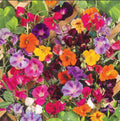 Climbing Vine Mix Seeds - 150 Pack for Garden Trellises & Arbors - Colorful Climbers for Vertical Gardens