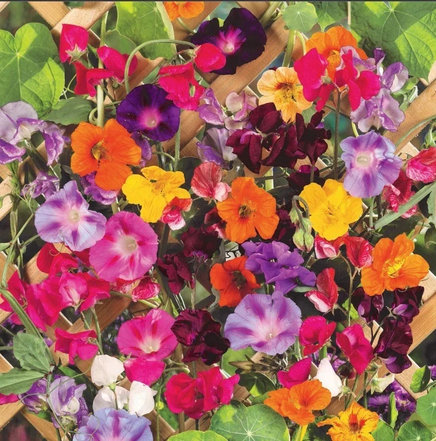Climbing Vine Mix Seeds - 150 Pack for Garden Trellises & Arbors - Colorful Climbers for Vertical Gardens