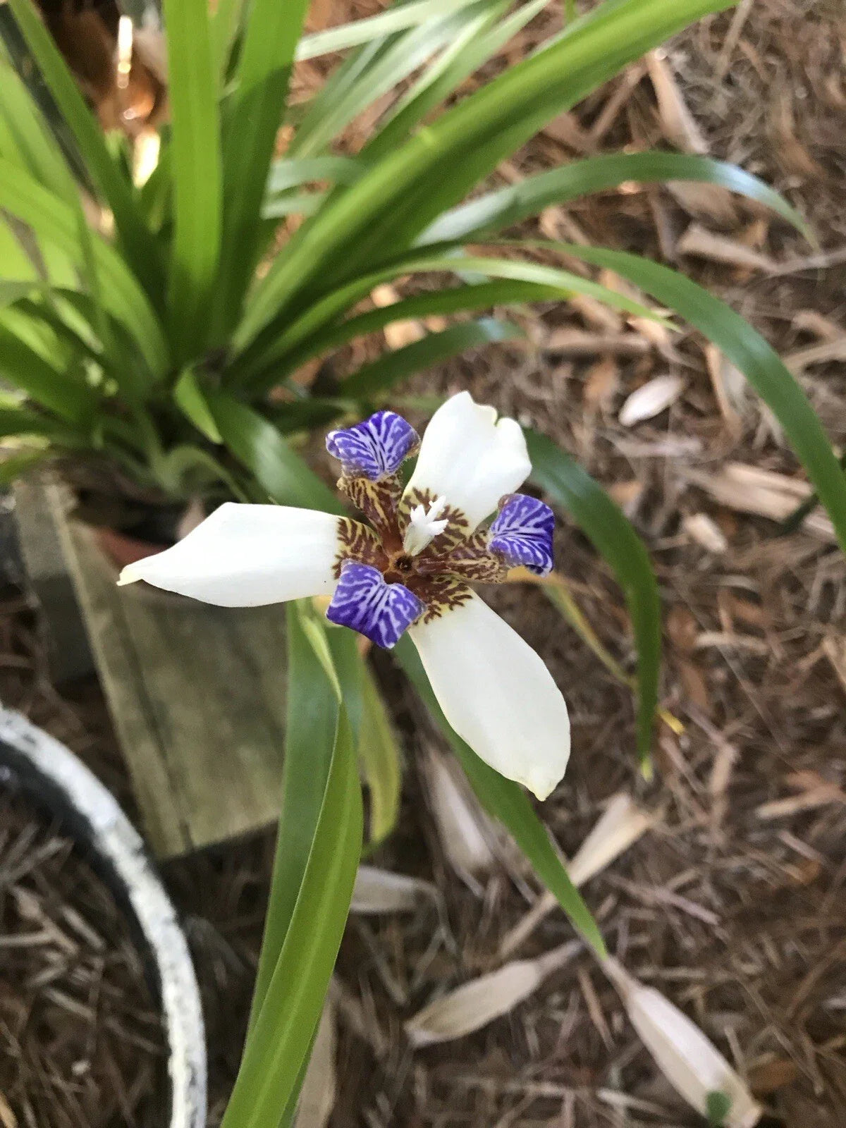 Walking Apostle Iris Plant - 2 Seedlings - White & Blue Fragrant Blooms - Suitable for Shade Garden - Easy to Grow