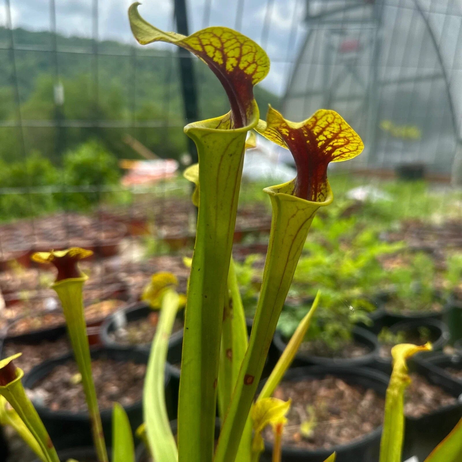 Sarracenia flava Rooted Division - Extreme Red Throat - Carnivorous Plant - Bay Co, FL