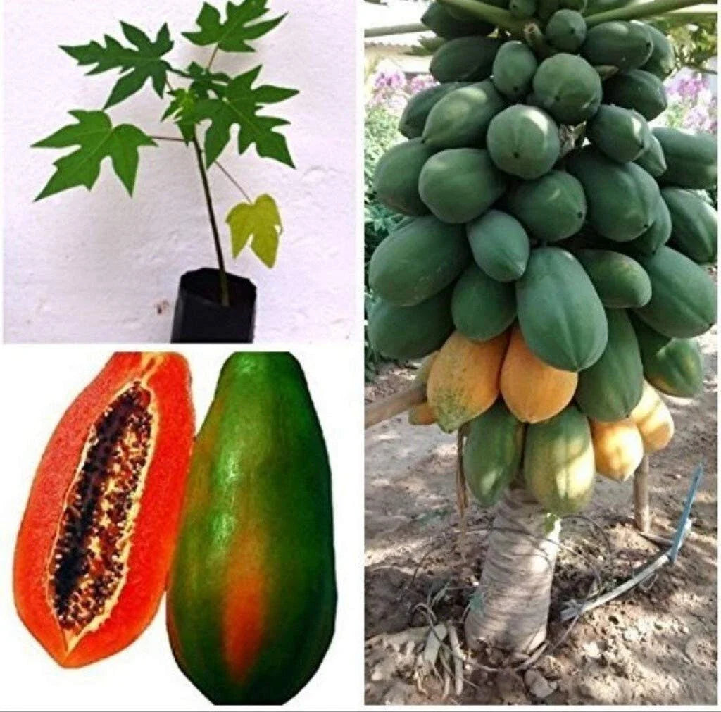 Live Red Lady Papaya Plant - 1 Gallon Pot - 1.5 to 2.5 ft Tall - Carica papaya - Tropical Fruit Tree