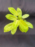 Philodendron Painted Lady Plant - Rooted 3" Pot - Tropical Houseplant - Philodendron erubescens