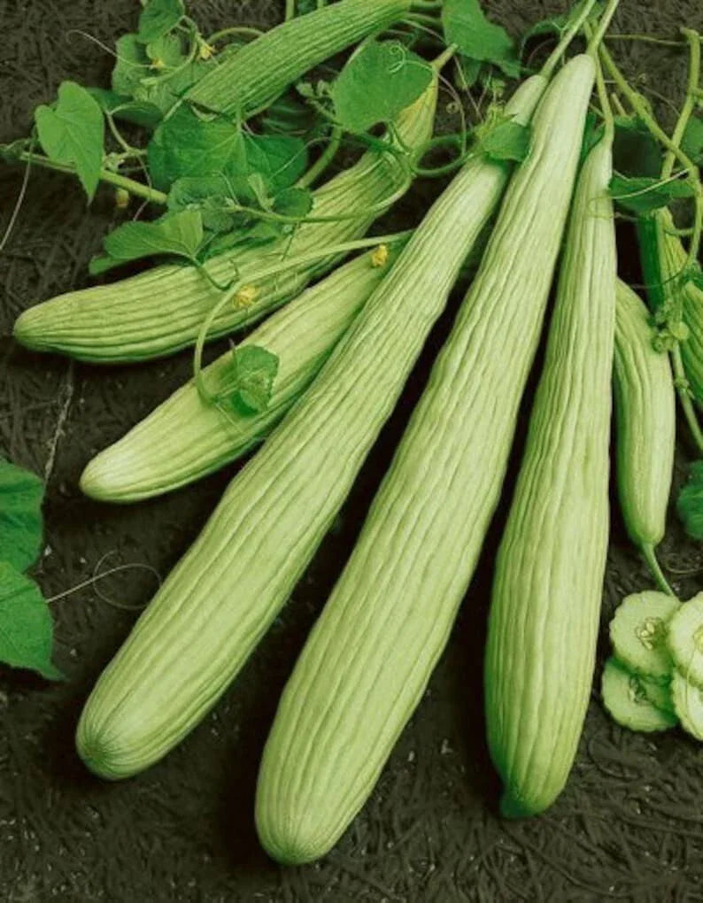 Armenian Yard Long Cucumber Seeds - 50+ Non-GMO Organic Heirloom Seeds - Fresh Cucumis melo var. flexuosus