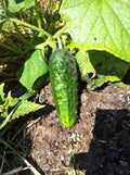 Cucumber Seeds, 25+ Heirloom Boston Pickling, Non-GMO, Ideal for Pickling, Cucumis sativus