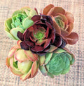 Aeonium Cuttings Set of 5 - 2.5" Diameter - Succulent Variety - Aeonium spp.