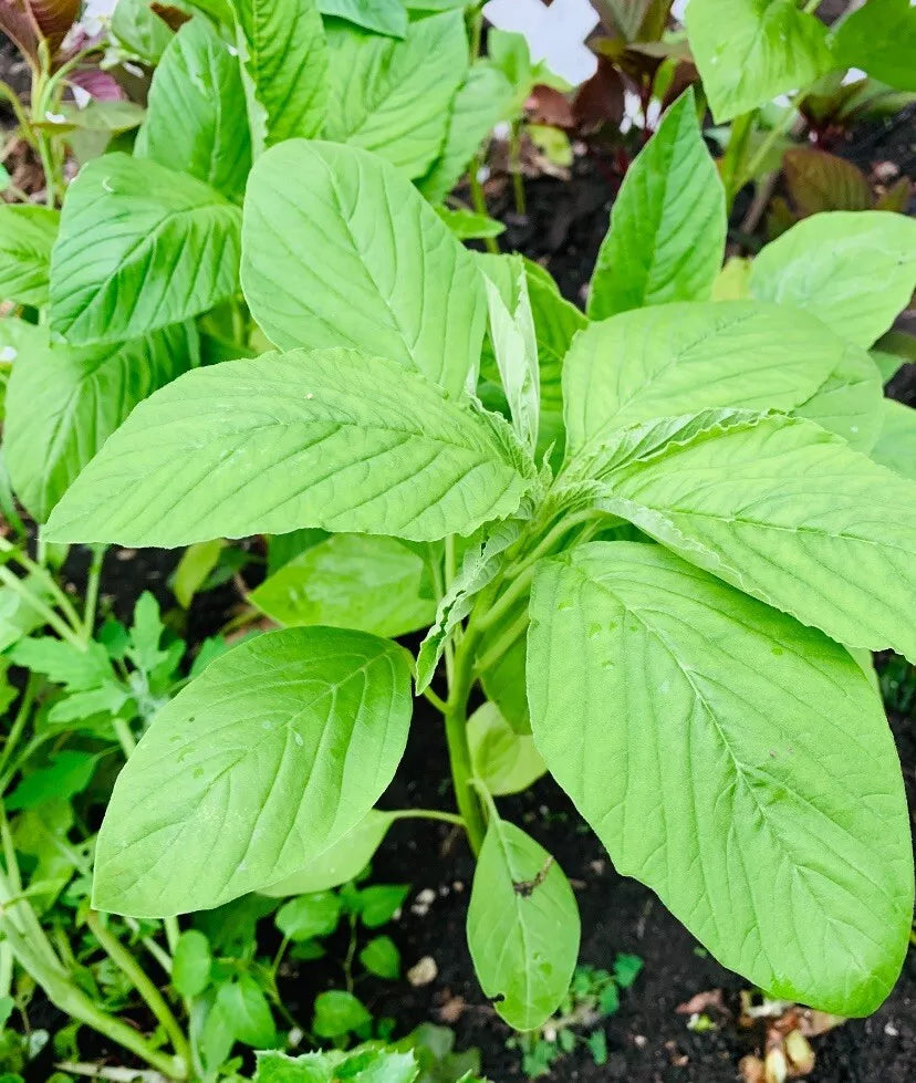Green Amaranth Seeds - 2000+ Count - Chinese Spinach - Edible Vegetable - Amaranthus viridis - USA