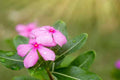 Vinca Seeds 500 Count Light Pink Sunsplash Catharanthus roseus - Non-California Shipping, Garden Flower Seeds