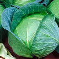 Cabbage Seeds 1000+ Danish Ballhead Heirloom Non-GMO Brassica oleracea var. capitata for Home Gardening