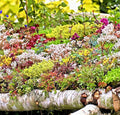 Sedum Seeds - 200+ Count - Autumn Mix Succulent Ground Cover - Stonecrop (Sedum spp.)