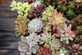 Assorted Succulent Cuttings - 10 Varieties for Garden Decor & Indoor Planters - Easy Care Succulents - Echeveria, Sedum, Aloe