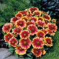 Gaillardia Seeds 100 Count Arizona Sun Variety Bright Large Cut Flower Gaillardia pulchella