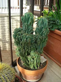 Cereus Peruvianus Monstrose Cactus Seeds - 5 Pack - Unique Monstrosus Variety - Rare Cactus Seeds for Collectors