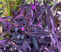 Purple Heart Wandering Tradescantia Pallida Cuttings - 5 Jew Plant Cuttings for Cactus and Succulent Gardens