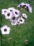 Bird's Eye Gilia Seeds - 500 Count, Lavender Blooms, Wildflower, Gilia tricolor