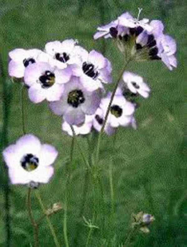 Bird's Eye Gilia Seeds - 500 Count, Lavender Blooms, Wildflower, Gilia tricolor
