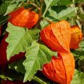Chinese Lantern Seeds - Heirloom Physalis Franchetti, Non-GMO Vegetable, Edible Lantern Fruits, USA, 100+ Seeds