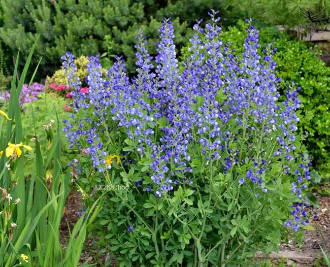 Blue Wild False Indigo Seeds - 50+ Perennial Wildflower, Nitrogen-Fixing (Baptisia australis)