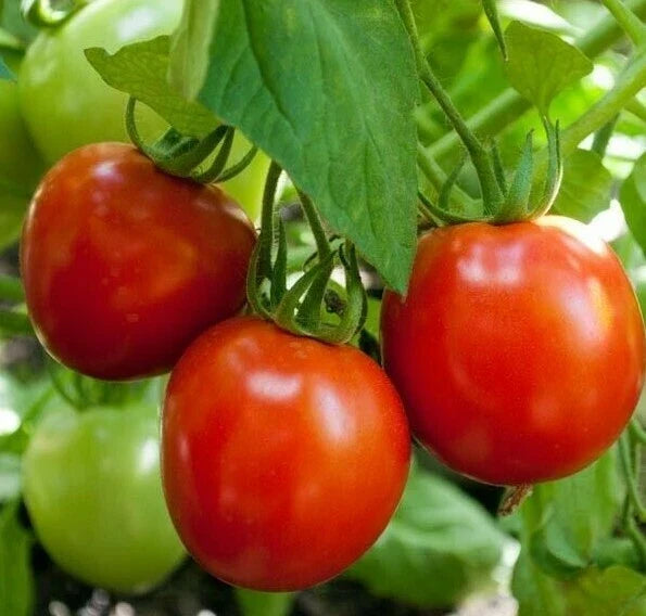 Glacier Tomato Seeds - 50+ Pack, Determinate, Cool Season Vegetable, Solanum lycopersicum