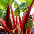 Rhubarb Seeds 20+ "Victoria" Perennial Vegetable Garden Rheum rhabarbarum, Clumping, Bright Red Stalks