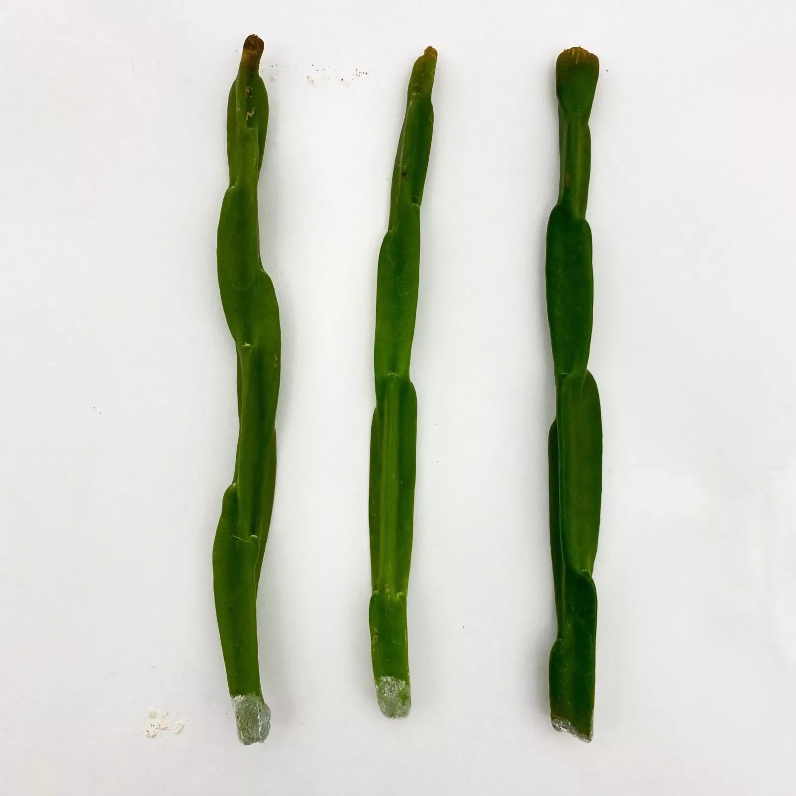 3 Rhipsalis Paradoxa Cuttings | Rare Epiphytic Cactus | Trailing Jungle Cactus for Hanging Baskets | Easy to Grow Houseplant