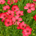 Scarlet Flax Wildflower Seeds 1/4 Lb - Linum usitatissimum - Everwilde Farms Mylar Seed Packet