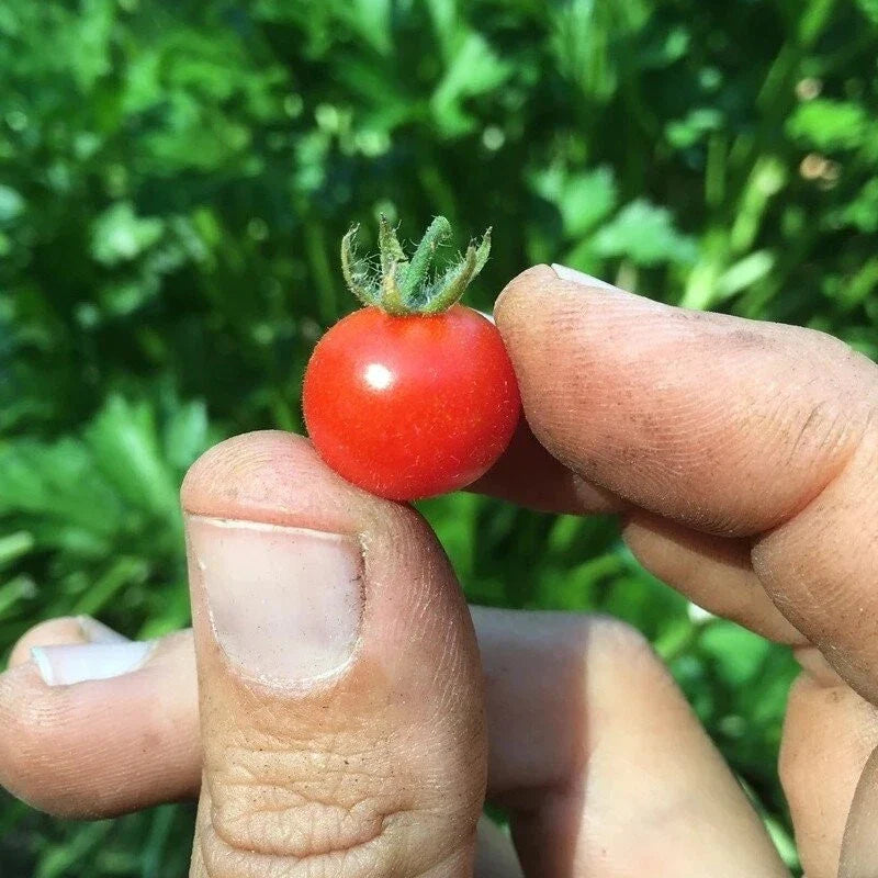 Red Currant Tomato Seeds - 120+ Heirloom Organic NON-GMO - Small Cherry Variety - Perfect for Home Gardens
