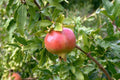 Pomegranate Tree Cuttings - 5 Fresh Punica granatum Propagation Material - Garden, Landscaping, Fruit Growing