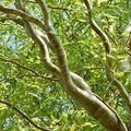 Curly Willow Trees - 4 Pack - Fast Growing Exotic Bonsai - Salix matsudana