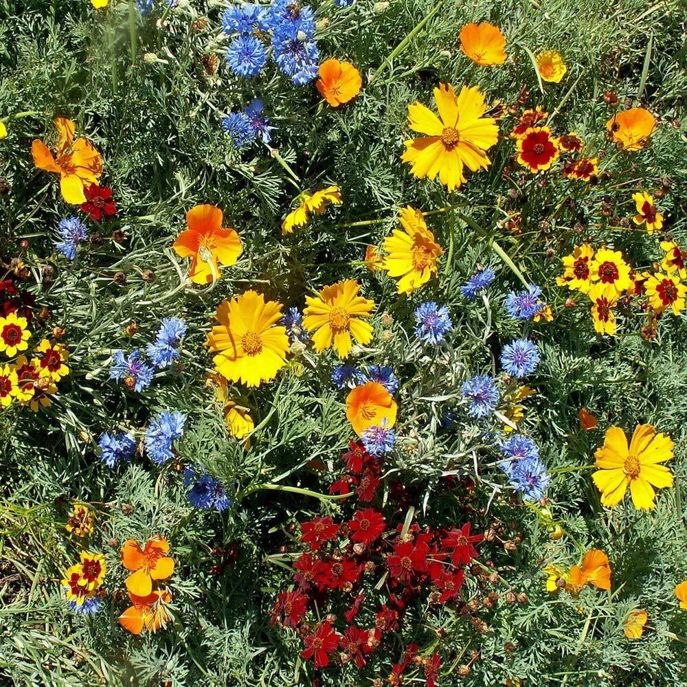 Gulf Coast Wildflower Seed Mix, 24 Species Variety Pack, Native Wildflowers for Garden, Free Shipping