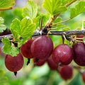 Hinnomaki Red Gooseberry Starter Plant, Rooted Cutting, Edible Ribes uva-crispa, Zones 3-7, Fruit Bush for Home Gardens