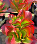 Kalanchoe 'Dragonfire' Succulent Plant - Large 7" Bright Red Leaves Indoor Houseplant