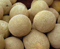 Honey Rock Cantaloupe Seeds – Non-GMO Melon Fruit Pack of 50+ Cucumis melo for Home Garden, Juicy, Sweet, Summer Harvest